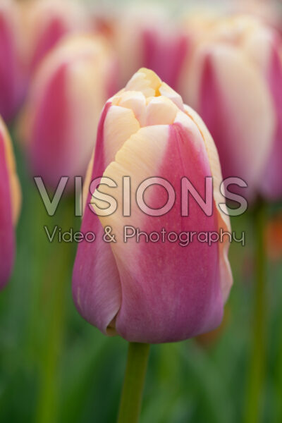 Tulipa Coral Pride Tulipa Coral Pride
