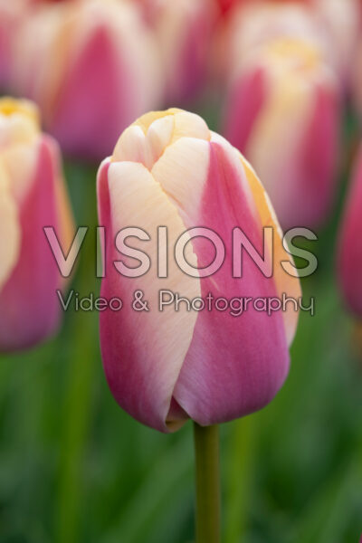 Tulipa Coral Pride