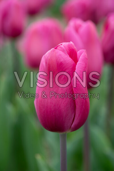 Tulipa Purple Rain Tulipa Purple Rain