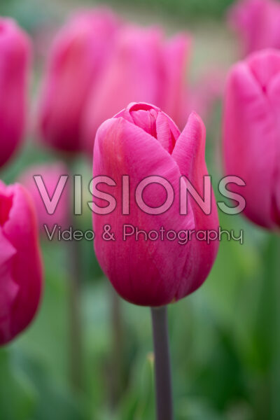 Tulipa Purple Rain Tulipa Purple Rain