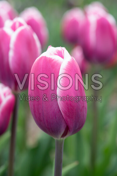 Tulipa Outlook Tulipa Outlook