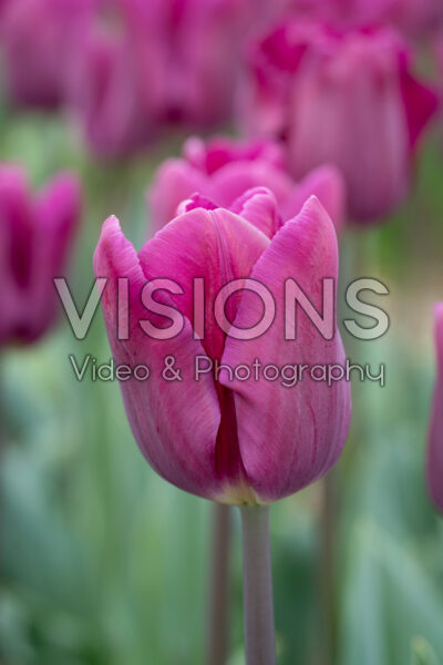 Tulipa Bullit Tulipa Bullit