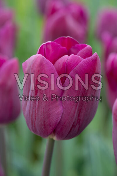Tulipa Bullit Tulipa Bullit