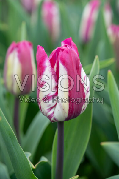 Tulipa Ohio