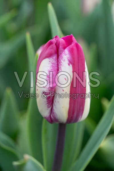 Tulipa Ohio Tulipa Ohio