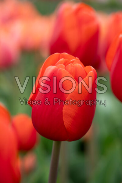 Tulipa Cadans Tulipa Cadans