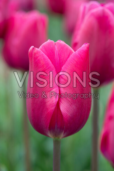 Tulipa Pink Ardour Tulipa Pink Ardour