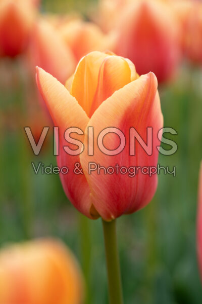 Tulipa Peach Beauty Tulipa Peach Beauty