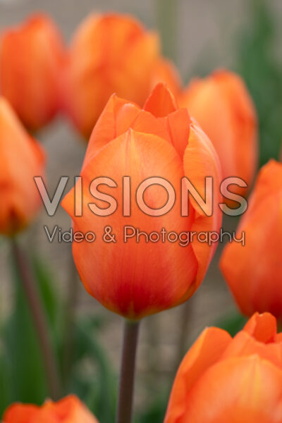 Tulipa Lighting Sun Tulipa Lighting Sun