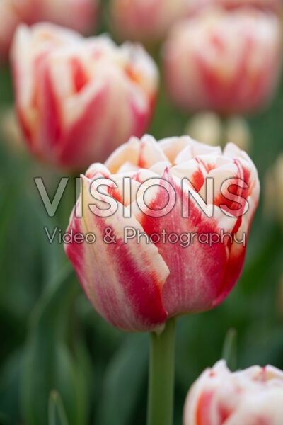 Tulipa Bed of Roses Tulipa Bed of Roses
