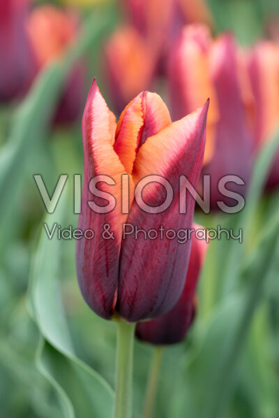Tulipa Slawa Tulipa Slawa