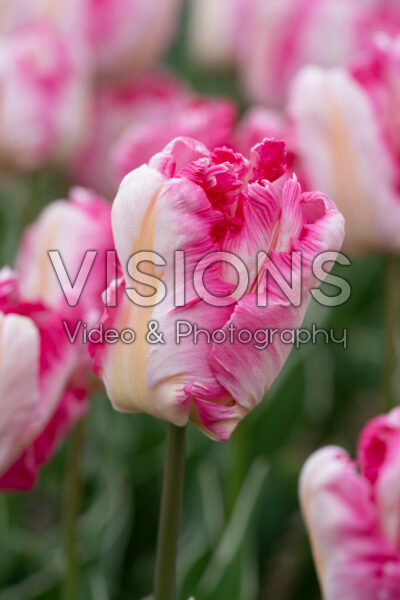 Tulipa Silver Parrot