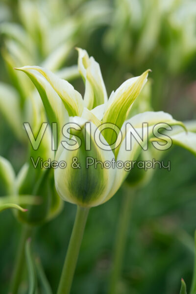 Tulipa Greenstar Tulipa Greenstar