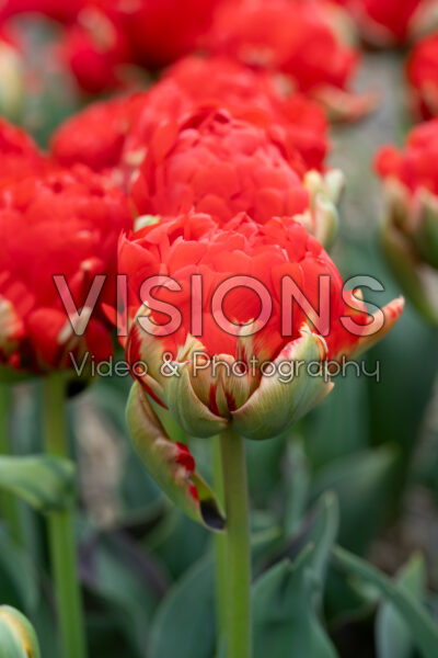 Tulipa Redwood Tulipa Redwood