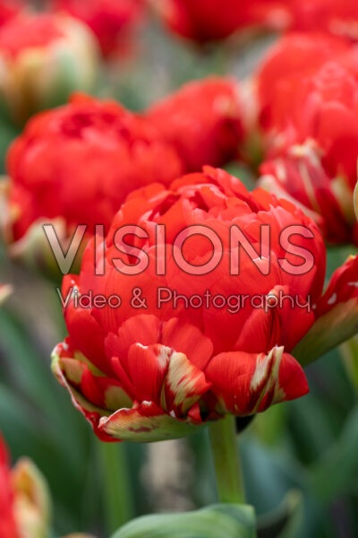 Tulipa Redwood Tulipa Redwood