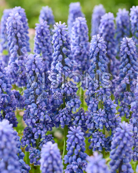 Muscari Flower Power Muscari Flower Power
