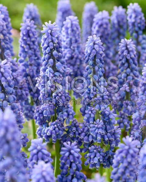 Muscari Flower Power Muscari Flower Power