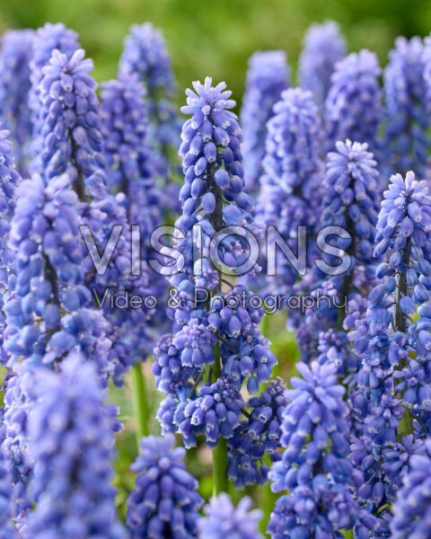 Muscari Flower Power Muscari Flower Power