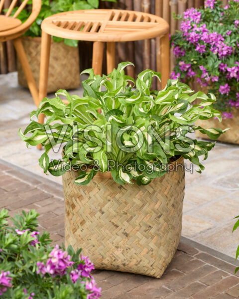 Hosta Twisted Spearmint Hosta Twisted Spearmint