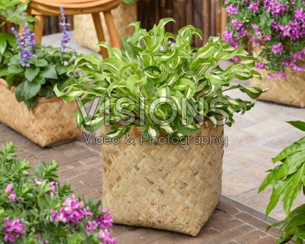 Hosta Twisted Spearmint