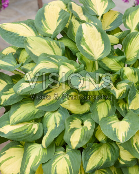 Hosta Eleanor Lachman Hosta Eleanor Lachman