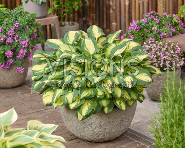 Hosta Eleanor Lachman Hosta Eleanor Lachman