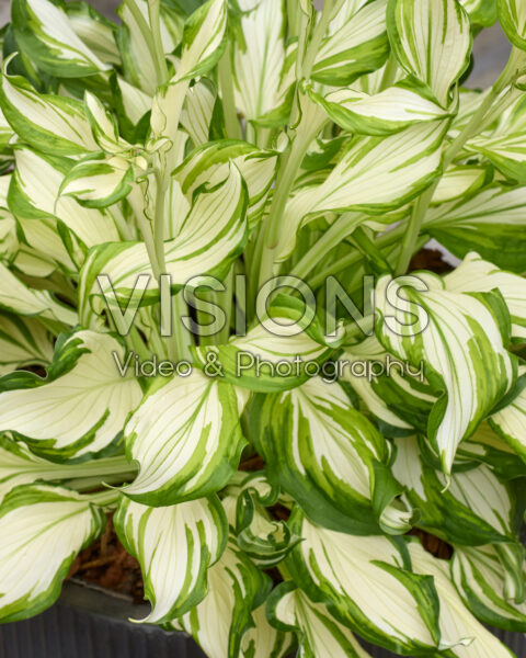 Hosta Kiwi Spearmint Hosta Kiwi Spearmint