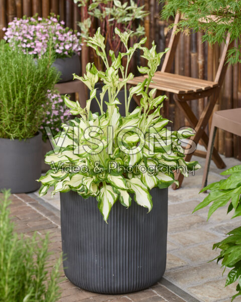 Hosta Kiwi Spearmint Hosta Kiwi Spearmint