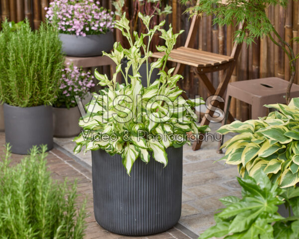 Hosta Kiwi Spearmint Hosta Kiwi Spearmint