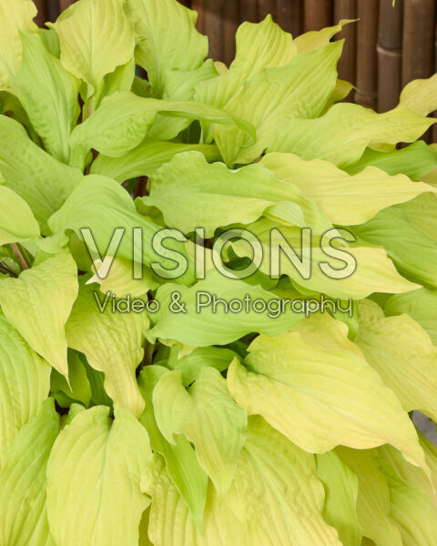 Hosta Lipstick Blond