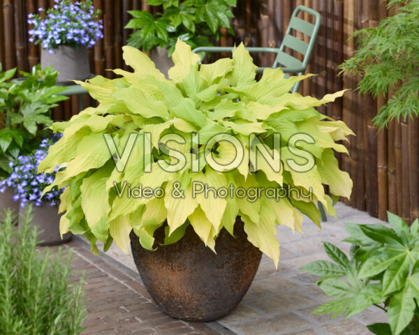 Hosta Lipstick Blond Hosta Lipstick Blond