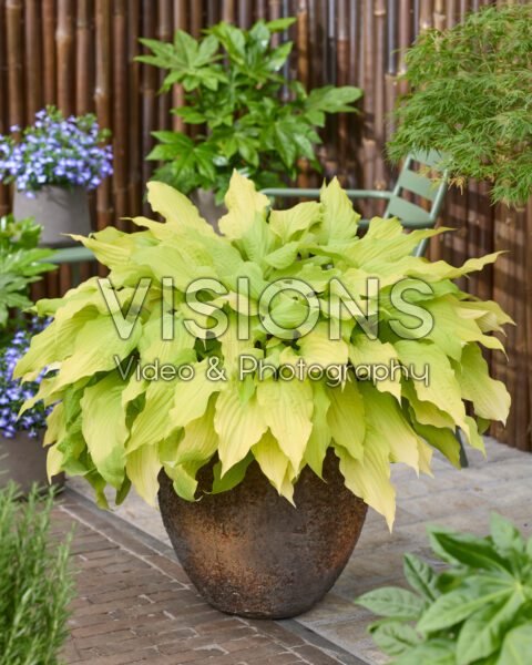 Hosta Lipstick Blond Hosta Lipstick Blond