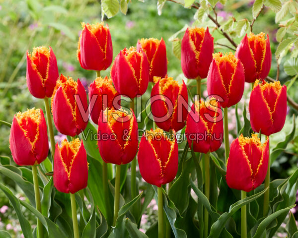 Tulipa Fabio Tulipa Fabio