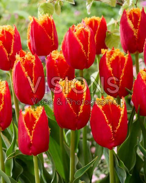 Tulipa Fabio Tulipa Fabio