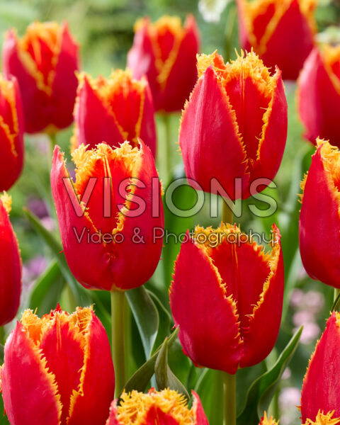 Tulipa Fabio Tulipa Fabio