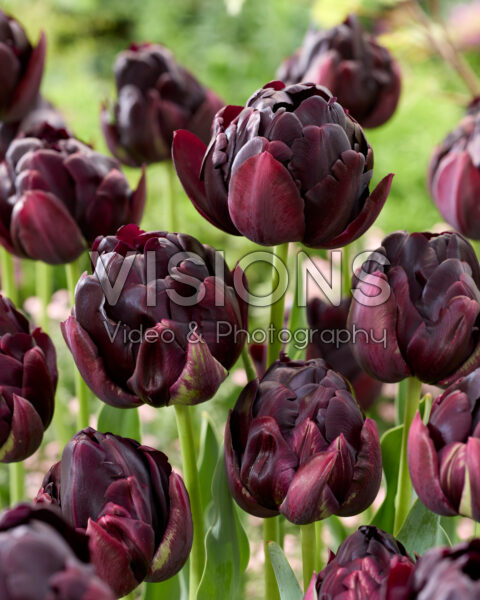 Tulipa Black Hero Tulipa Black Hero