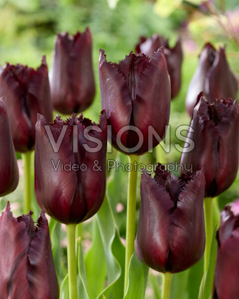 Tulipa Vincent van Gogh Tulipa Vincent van Gogh