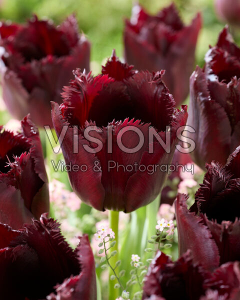 Tulipa Vincent van Gogh Tulipa Vincent van Gogh