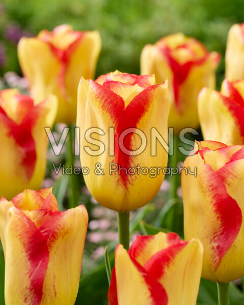 Tulipa Outbreak Tulipa Outbreak
