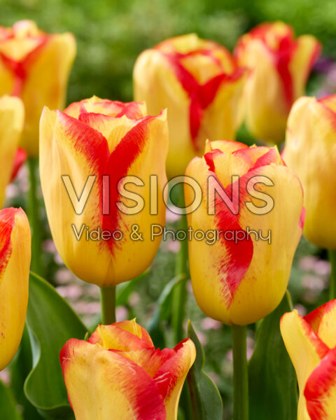 Tulipa Outbreak Tulipa Outbreak
