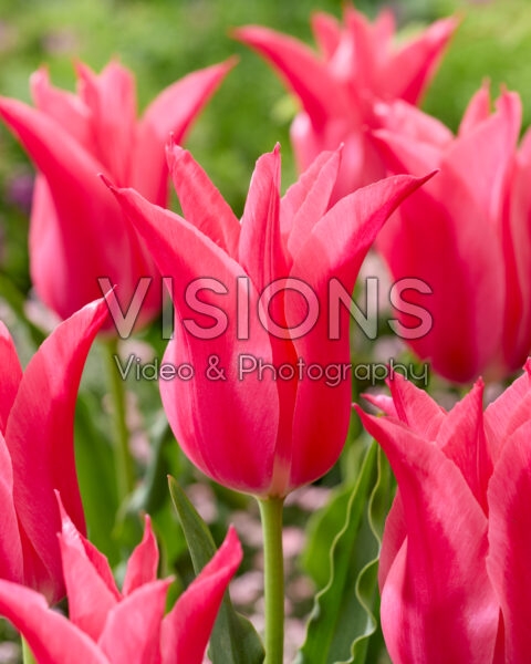 Tulipa Mariette Tulipa Mariette