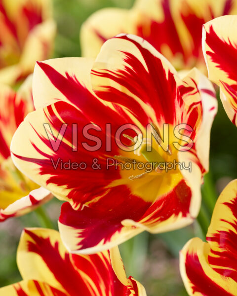 Tulipa Grand Perfection Tulipa Grand Perfection