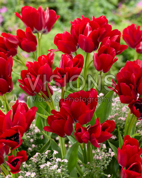 Tulipa Fiery Club Tulipa Fiery Club