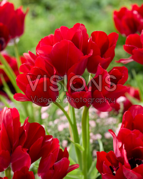 Tulipa Fiery Club Tulipa Fiery Club