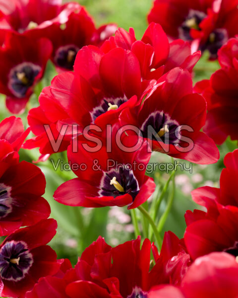Tulipa Fiery Club Tulipa Fiery Club