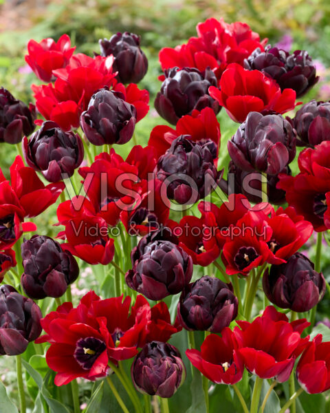 Tulipa Fiery Club, Black Hero Tulipa Fiery Club, Black Hero