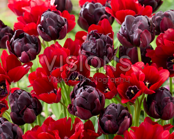 Tulipa Fiery Club, Black Hero Tulipa Fiery Club, Black Hero