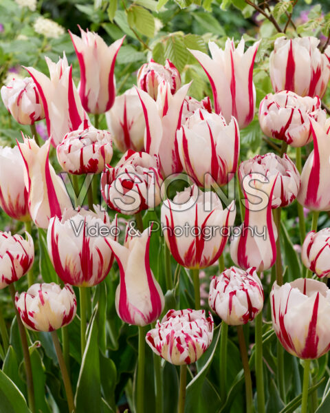 Tulipa mix tweekleurig rood en wit Tulipa mix tweekleurig rood en wit