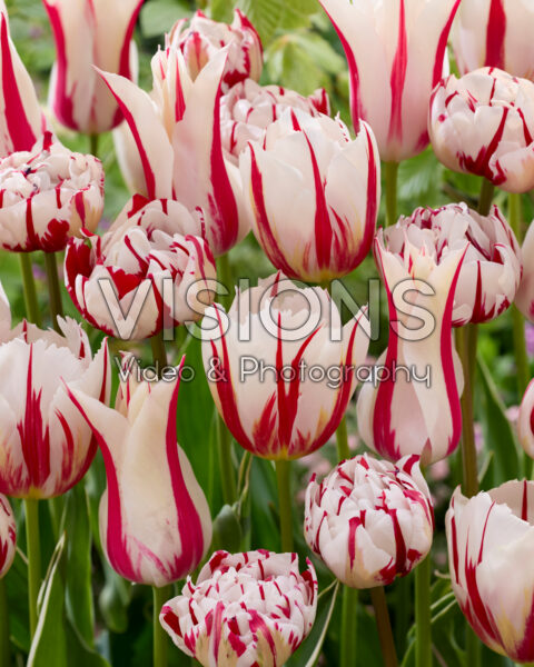 Tulipa red and white bicolour mix Tulipa red and white bicolour mix