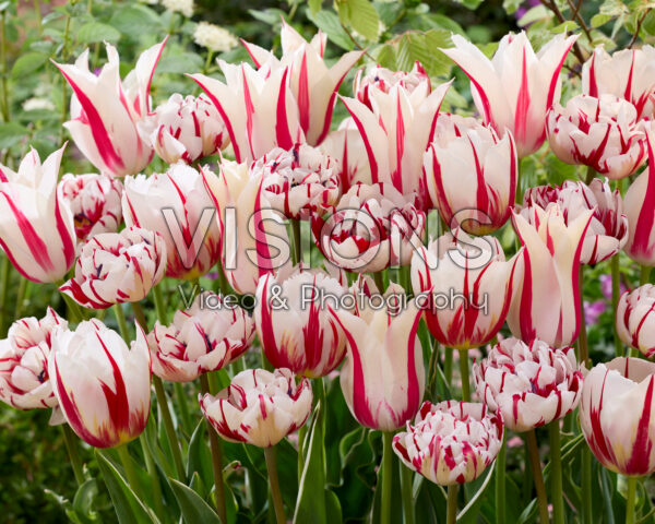 Tulipa red and white bicolour mix Tulipa red and white bicolour mix